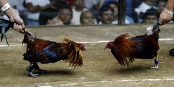 Cara Merontokkan Bulu Ayam Mabung dan Merawatnya