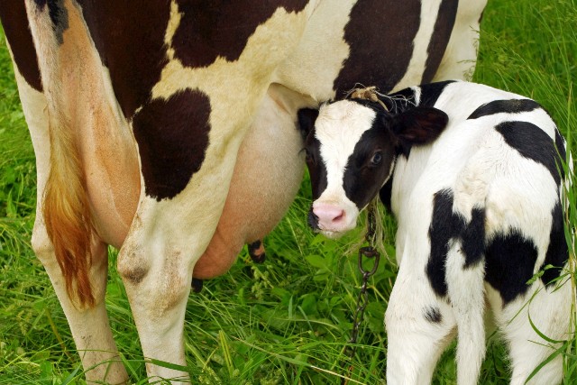 Cara Merawat Sapi Pedet dengan Baik dan Benar