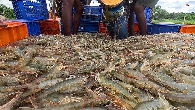 Usaha Udang Air Tawar