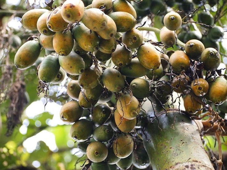 Cara Penggunaan Pinang Tradisional yang Mudah