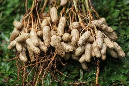 Kacang Tanah Camilan Sehat dengan Segudang Manfaat