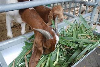 Jenis Pakan Ternak Kambing Yang Baik dan Sehat