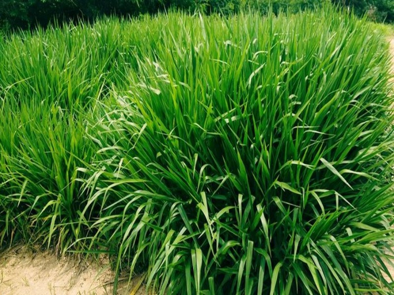 rumput odot untuk sapi