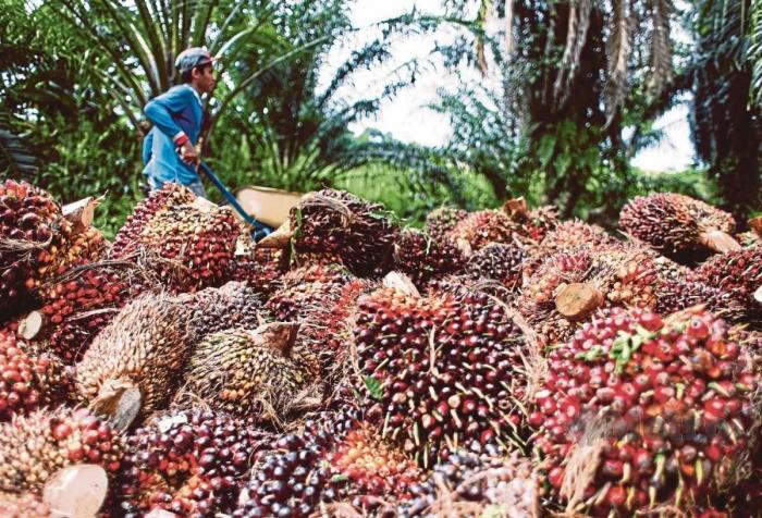 peluang usaha kelapa sawit