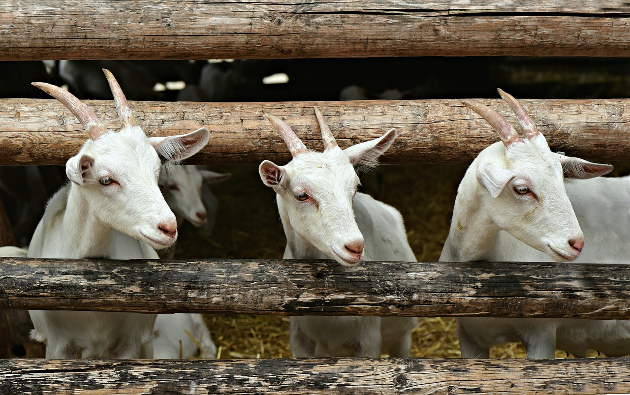 Pengaruh Silase terhadap Kambing! Solusi Pakan Sehat