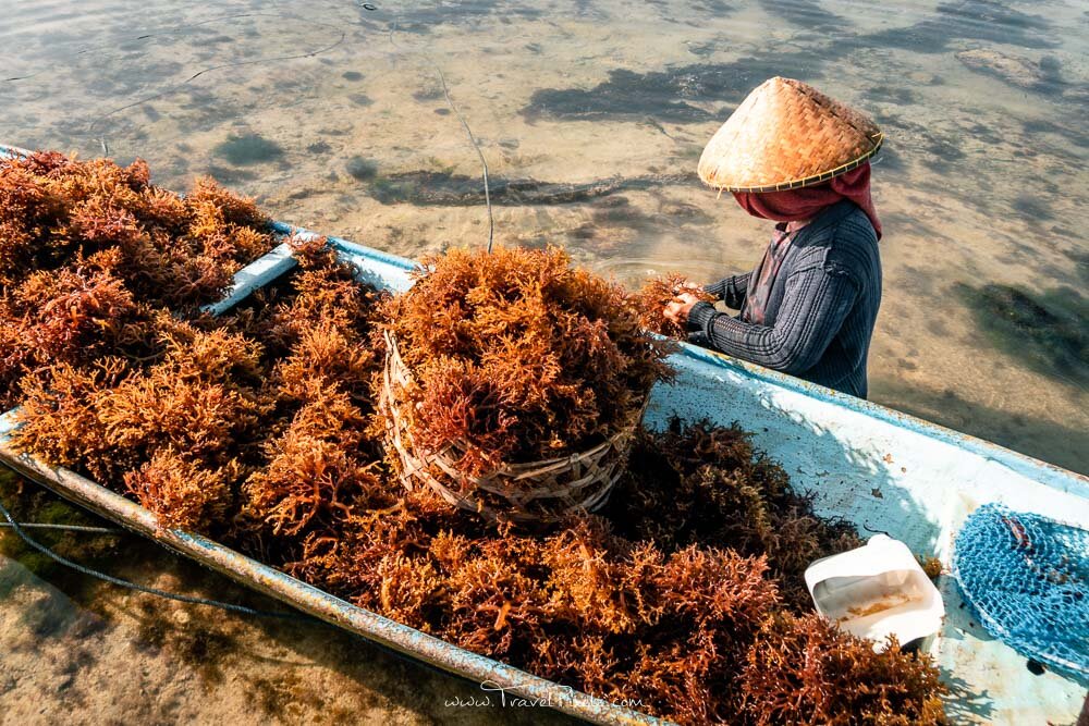 Pasar Rumput Laut Dunia Tren, Potensi, dan Strategi?