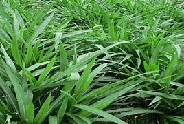 Keuntungan Pakan Ternak dari Rumput